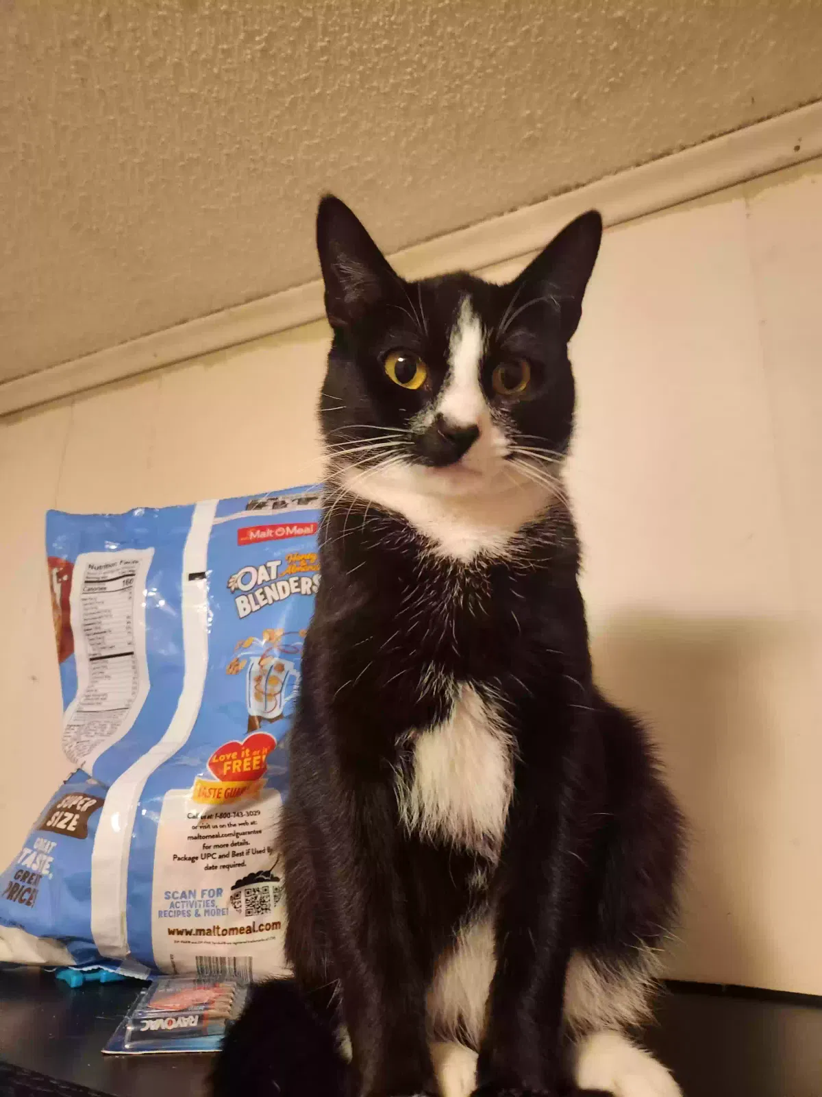 Lost cat in Carriere, MS, 39426