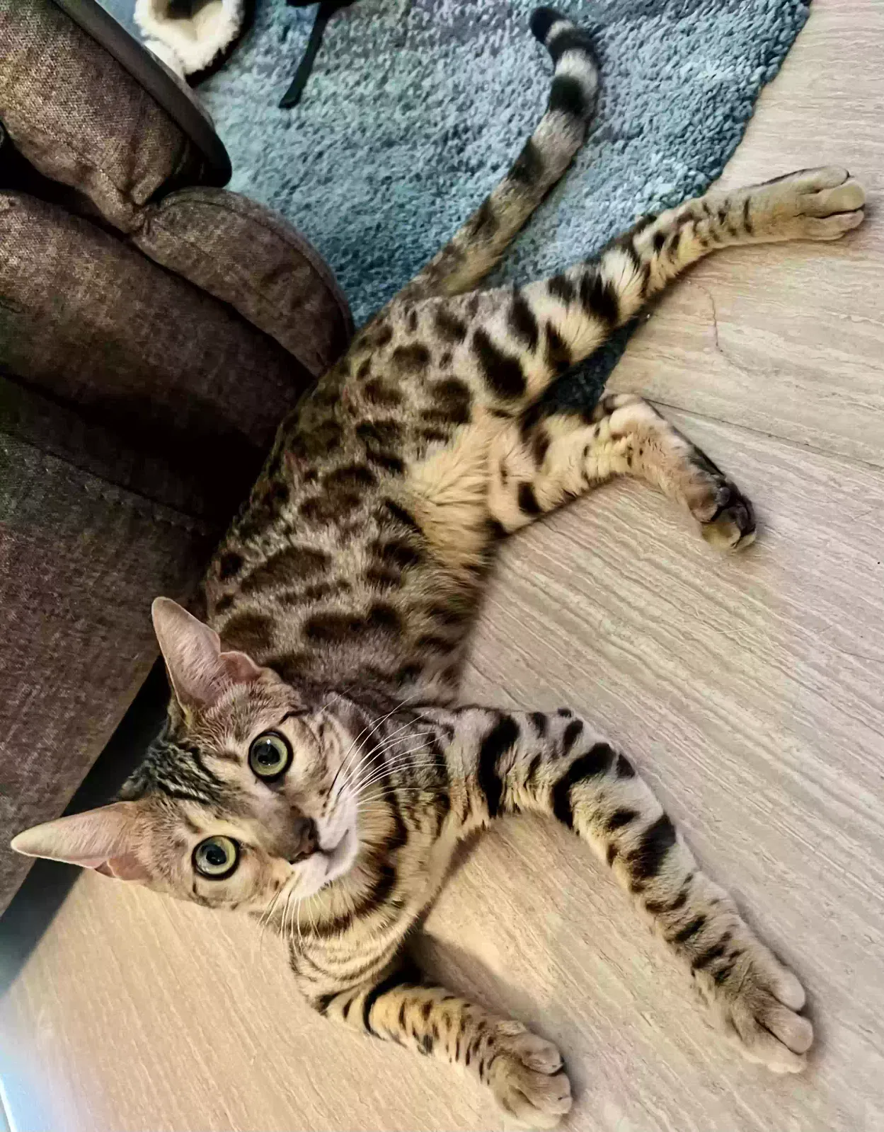Lost cat in Tampa, FL, 33647