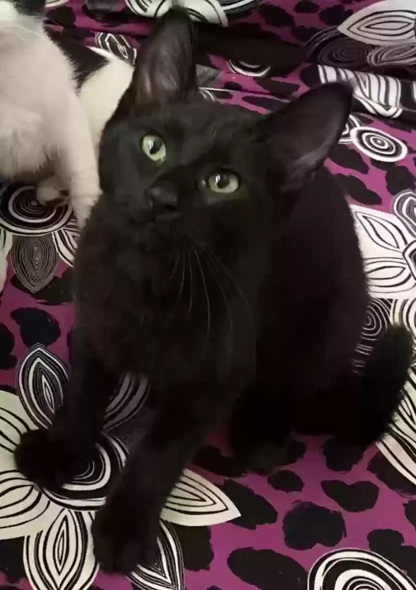 Lost cat in Fredericksburg, VA, 22407