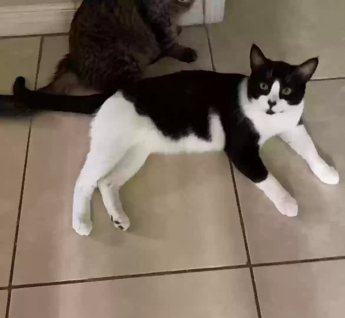 Lost cat in El Paso, TX, 79927