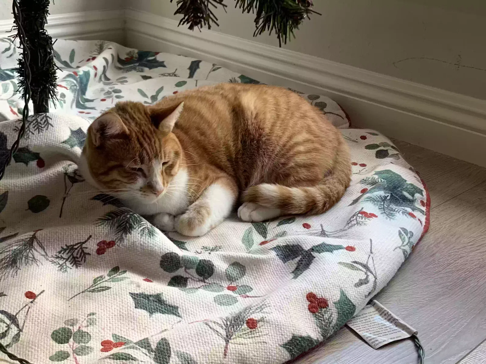 Lost cat in Brea, CA, 92821