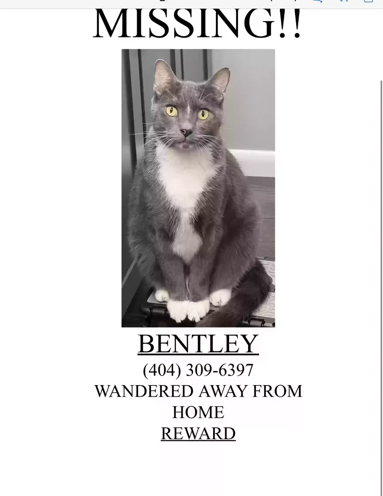 Lost cat in Atlanta, GA, 30345