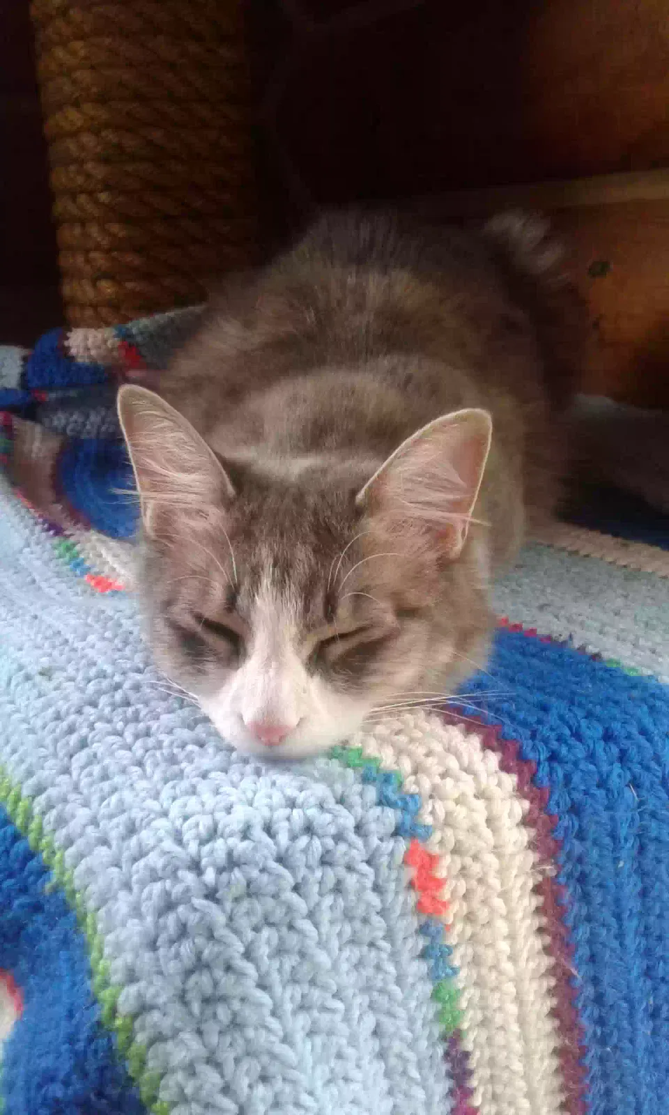 Lost cat in Willow, AK, 99688