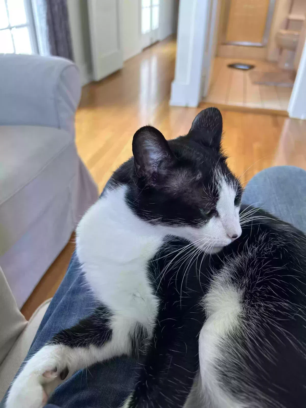 Lost cat in San Diego, CA, 92102