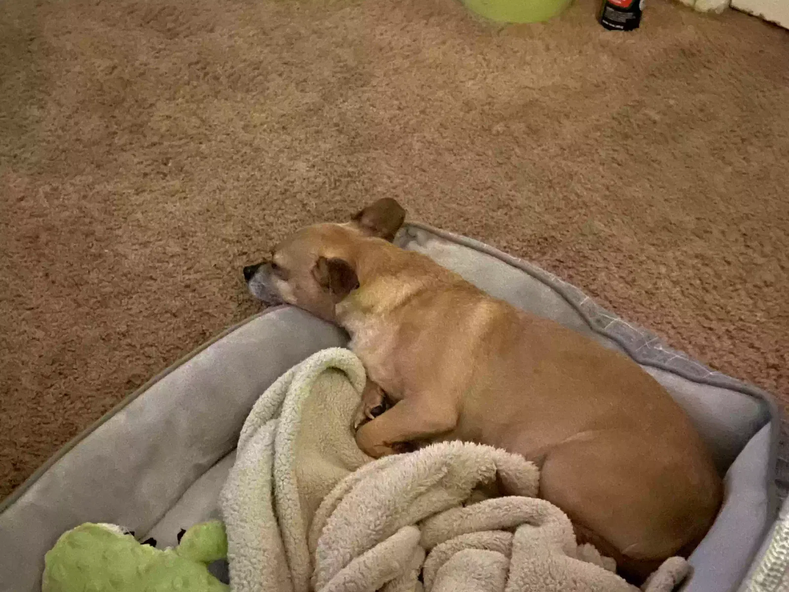 Lost dog in Bakersfield, CA, 93307
