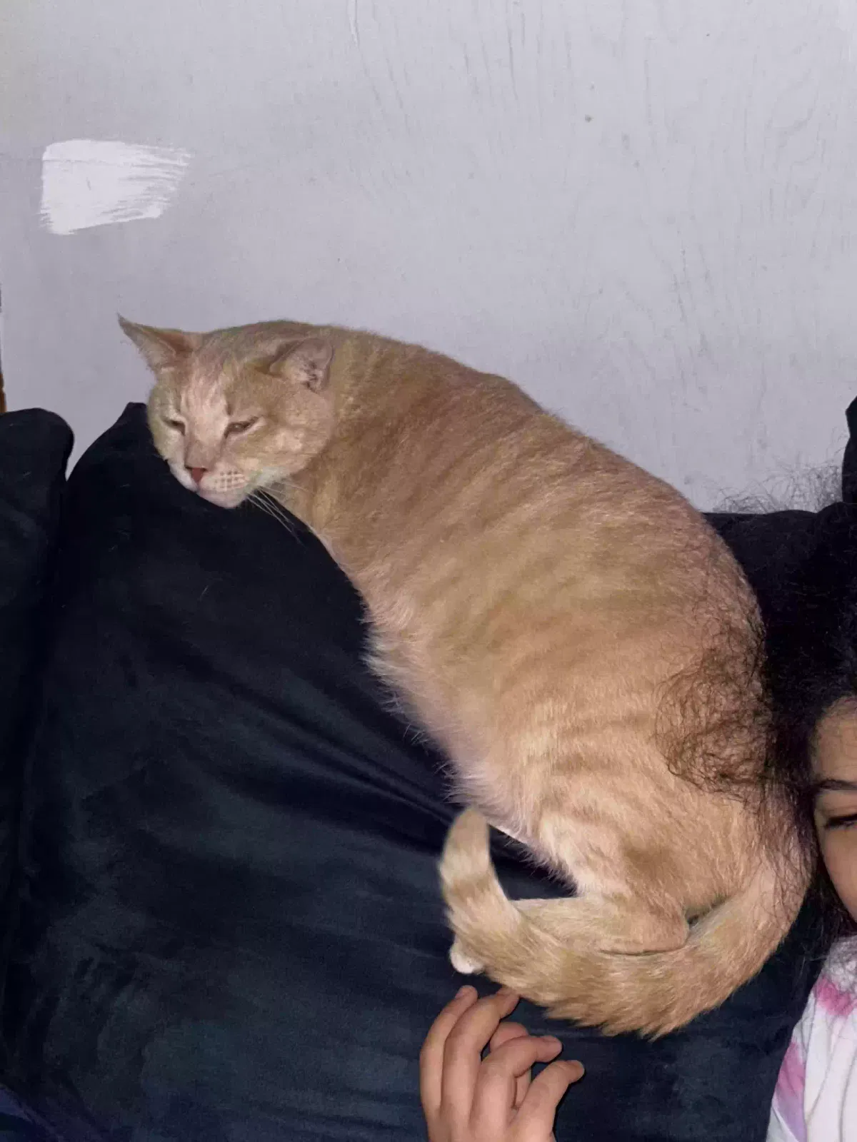 Lost cat in Lady Lake, FL, 32159