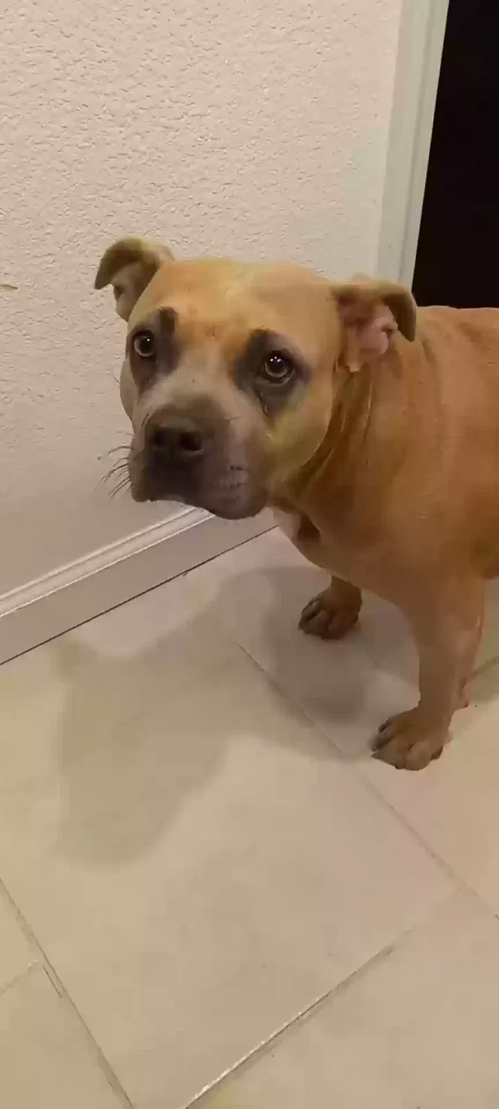 Lost dog in Walnut Creek, CA, 94597