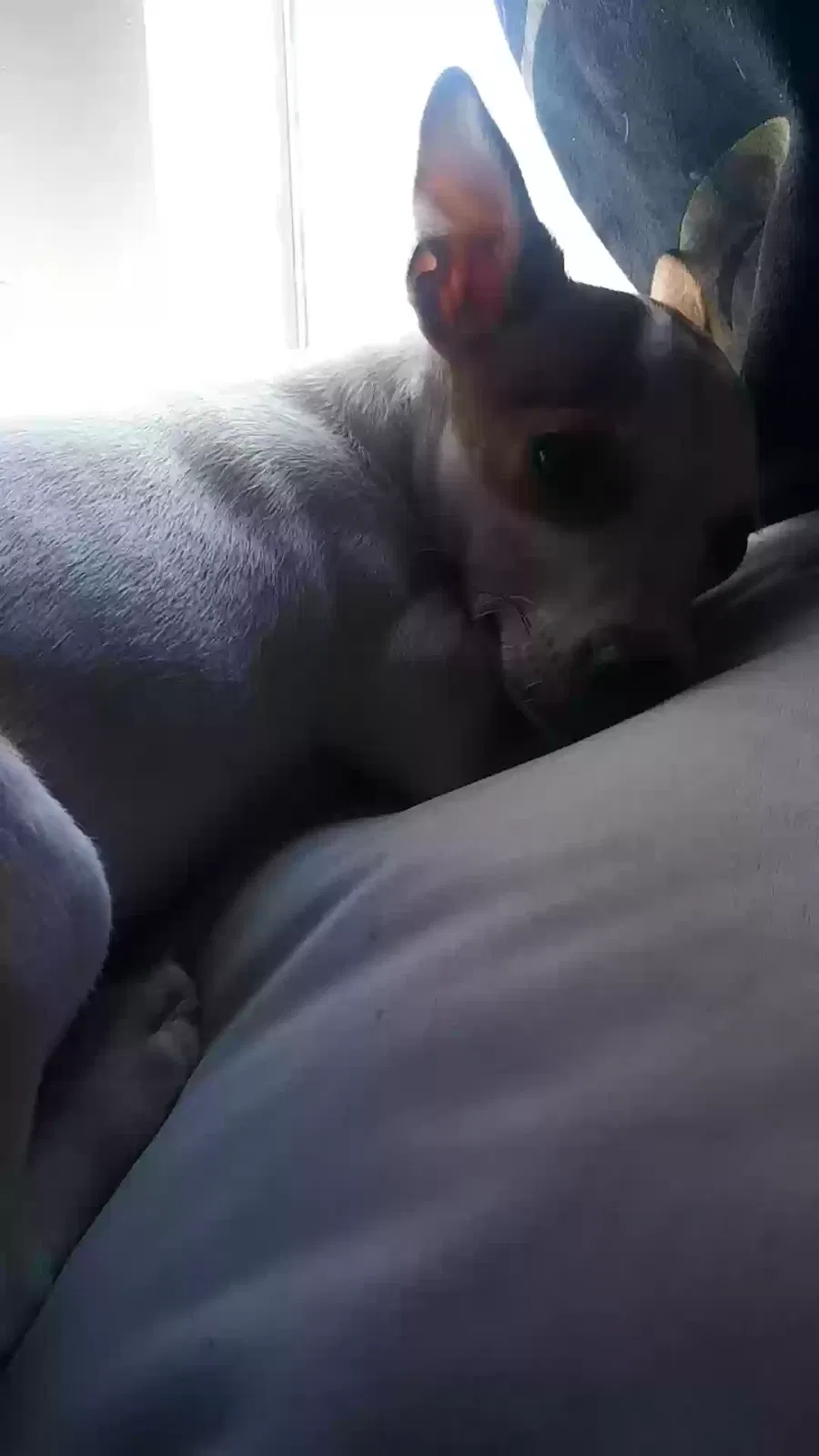 Lost dog in Cleveland, TX, 77328