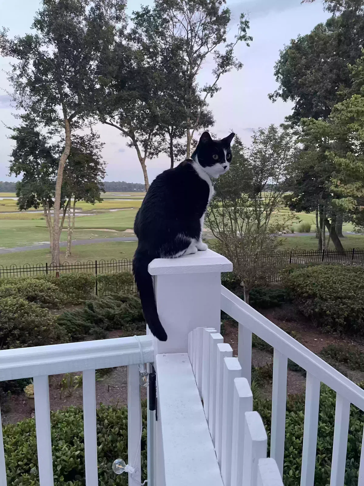Found cat in Shallotte, NC, 28470