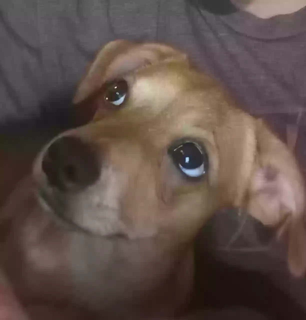 Lost dog in Albuquerque, NM, 87106