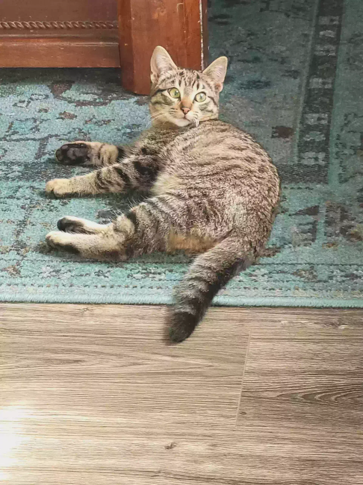 Lost cat in Oklahoma City, OK, 73160