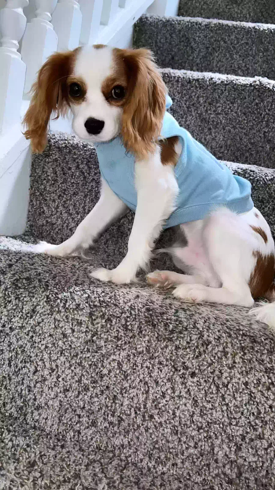 Lost dog in Columbus, OH, 43201