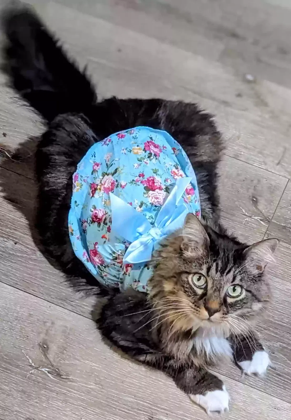 Lost cat in Georgetown, TX, 78626