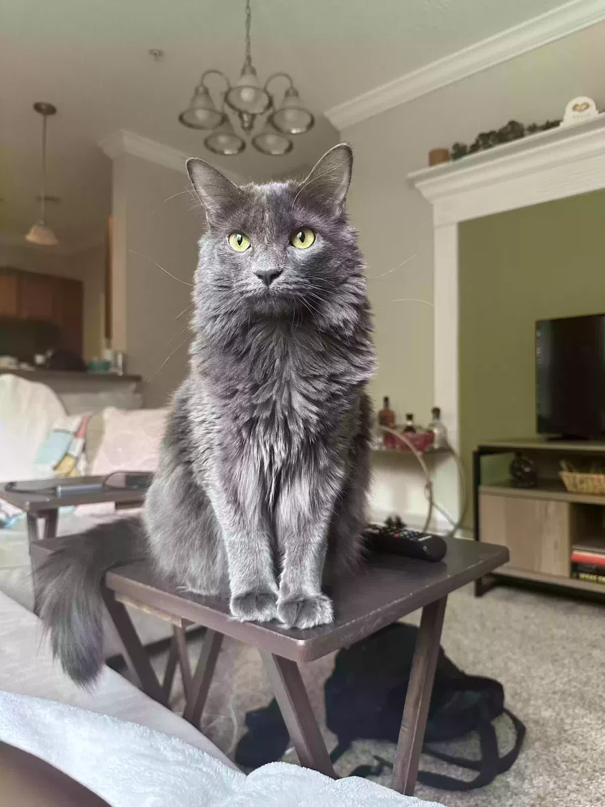 Lost cat in Miami, FL, 33177