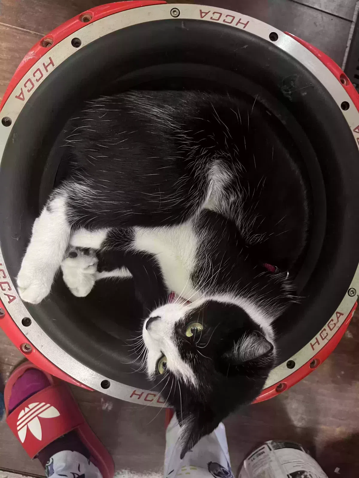 Lost cat in Tacoma, WA, 98445