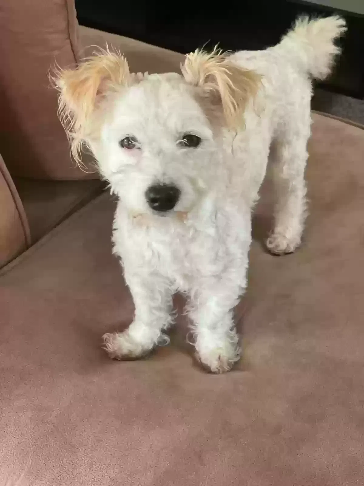 Found dog in Highland, CA, 92346