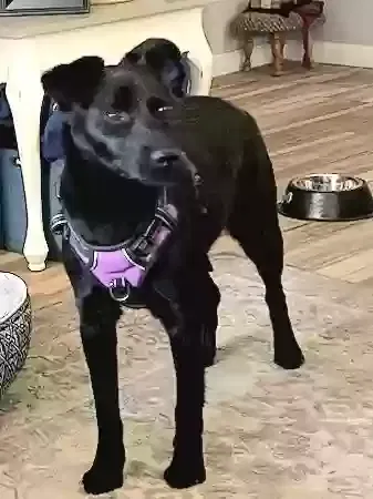 Lost dog in Tucson, AZ, 85719