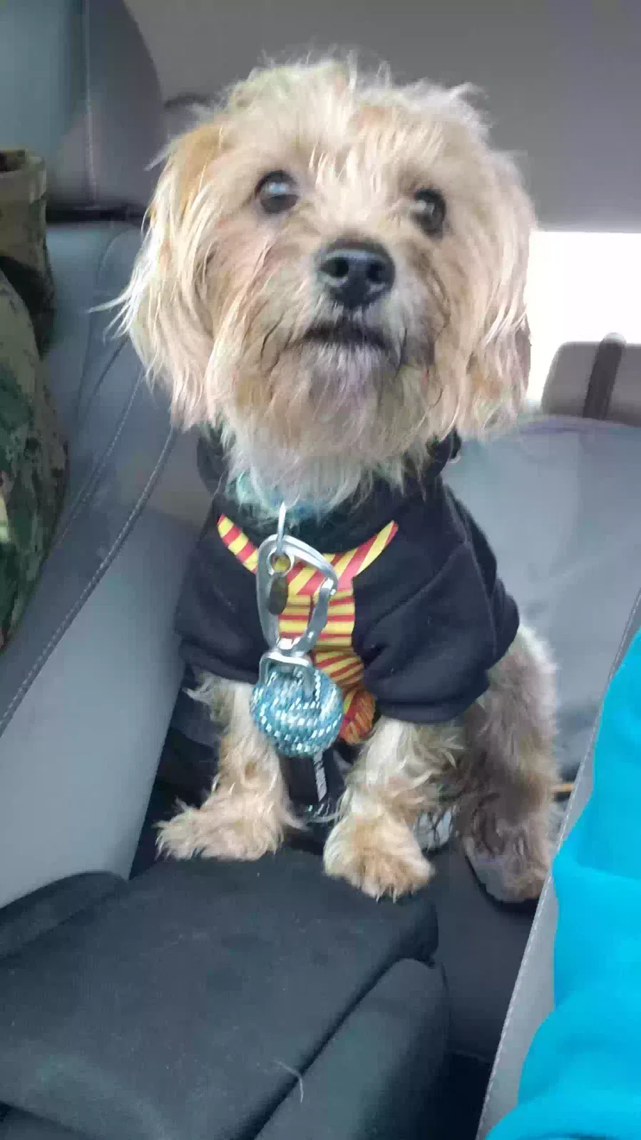 Lost dog in Los Angeles, CA, 90008
