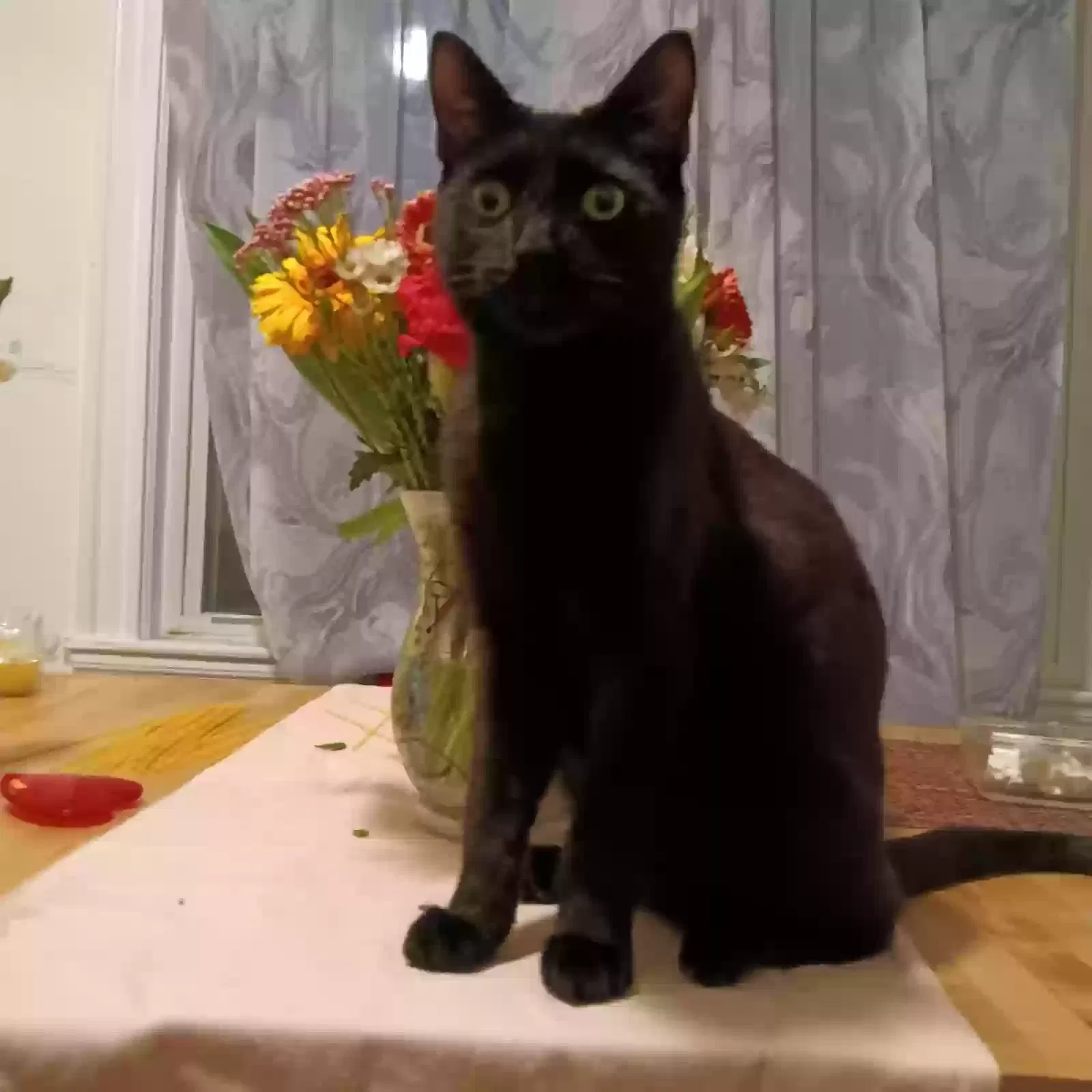 Lost cat in West Roxbury, MA, 2132