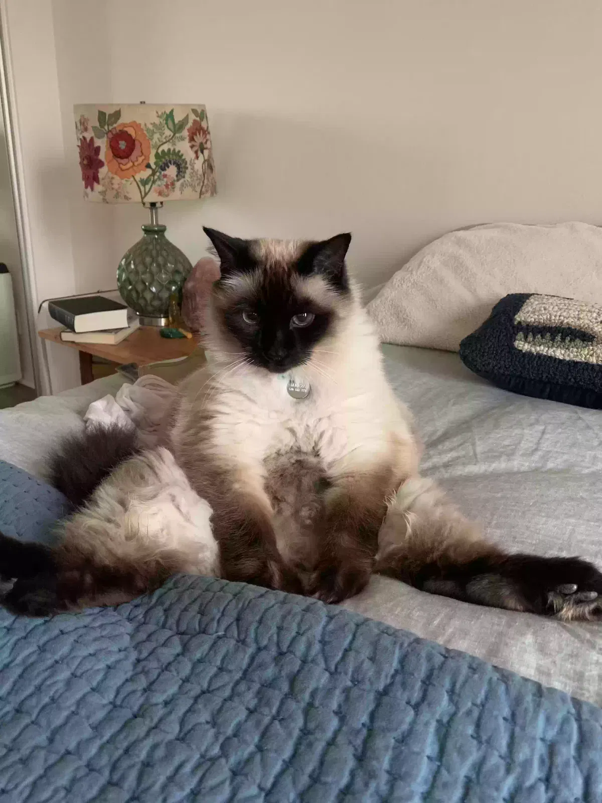 Lost cat in Carlsbad, CA, 92008