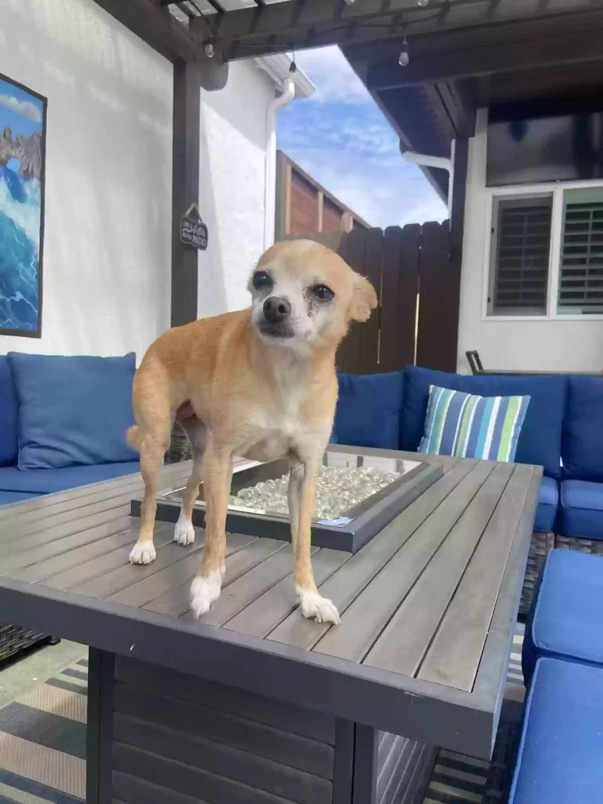 Lost dog in Los Angeles, CA, 90045