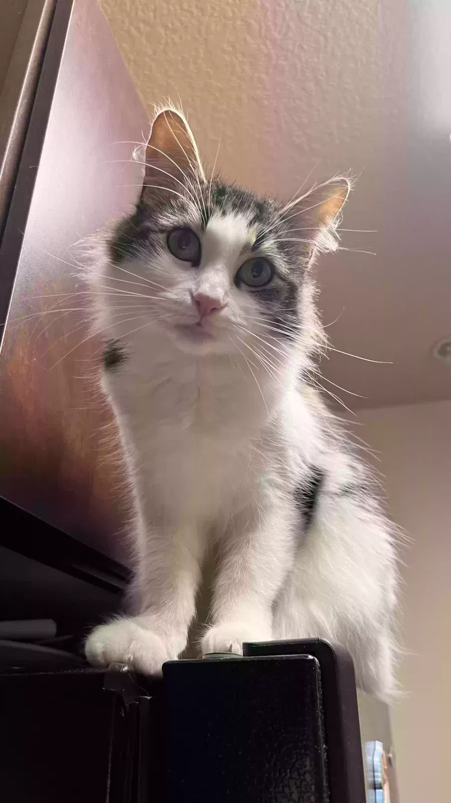 Lost cat in Vancouver, WA, 98661