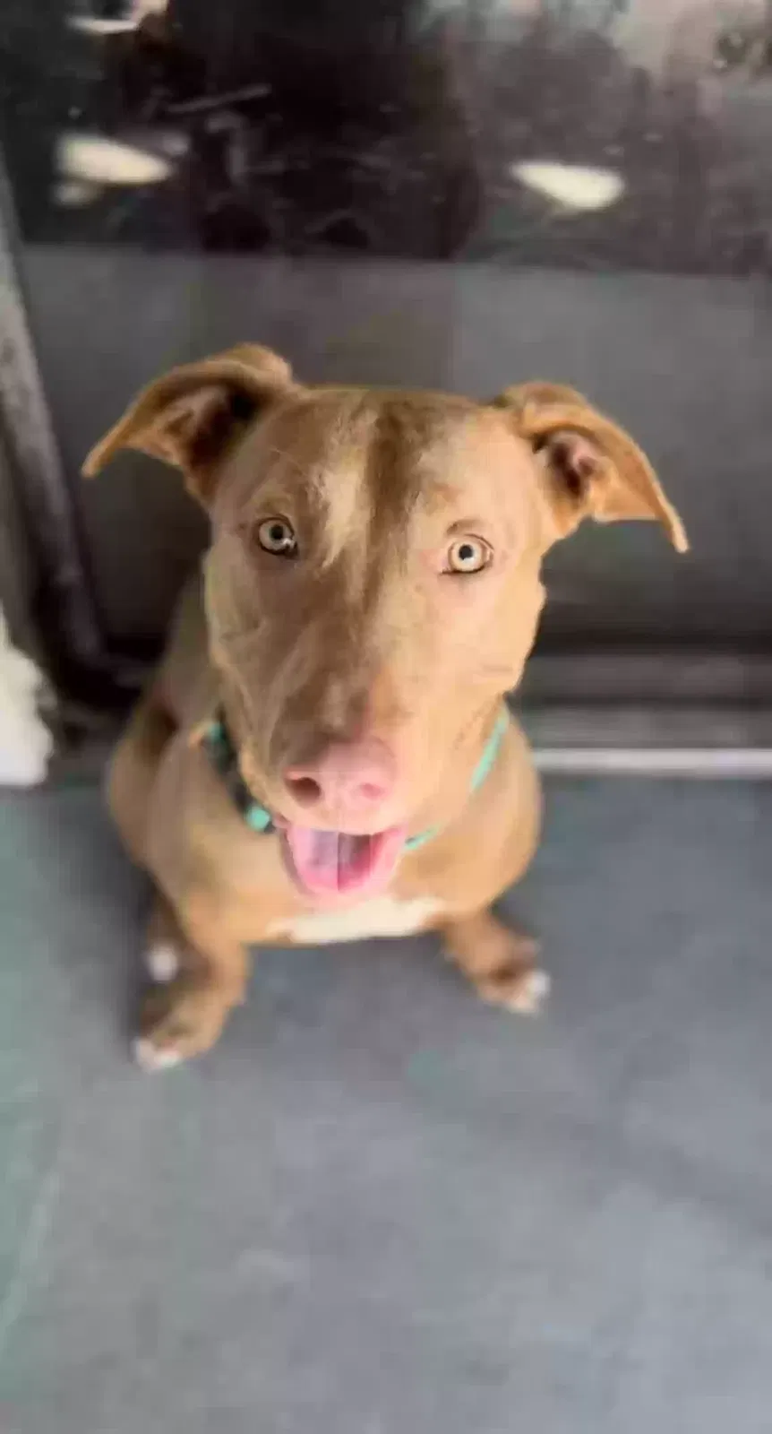 Found dog in Jacksonville, FL, 32244