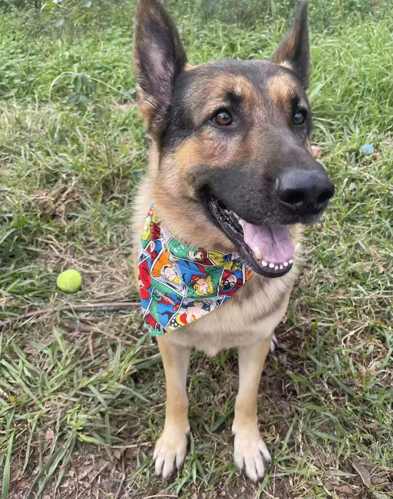 Lost dog in Humble, TX, 77396
