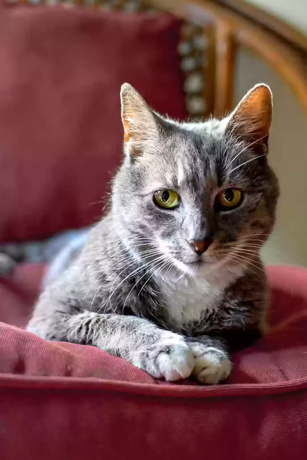 Lost cat in Pelham, TN, 37366