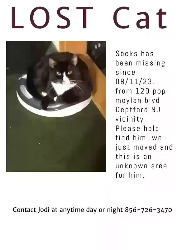Lost cat in West Deptford, NJ, 8096