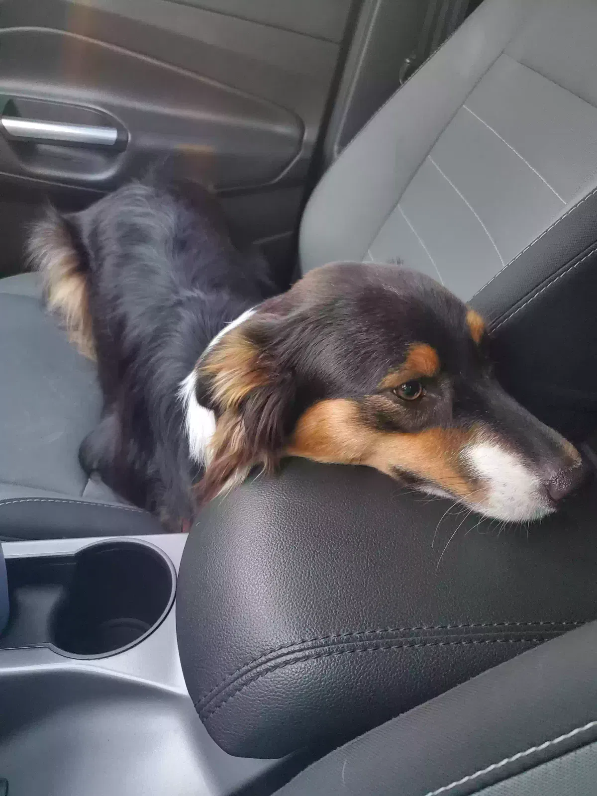 Lost dog in Greenfield, IN, 46140
