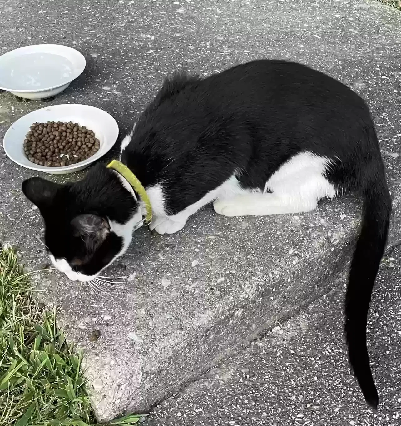 Found cat in Lexington, KY, 40502