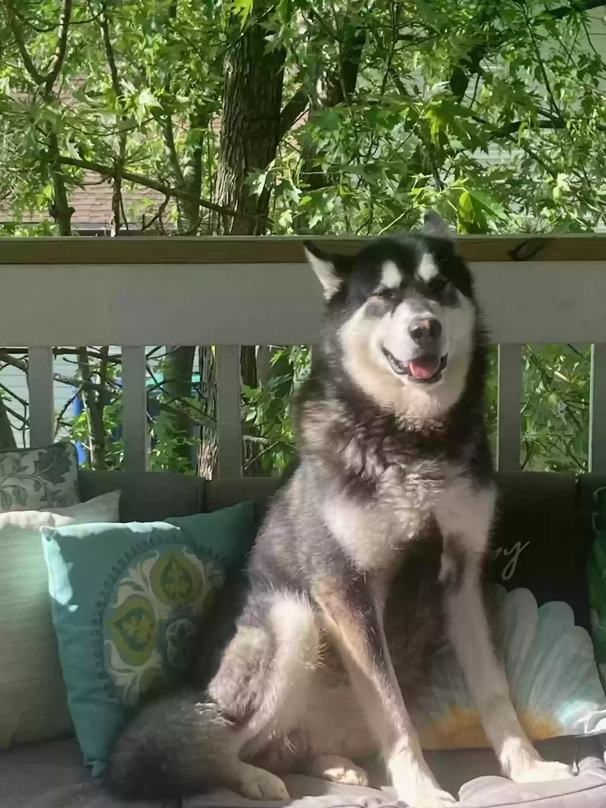 Lost dog in Beecher, IL, 60401