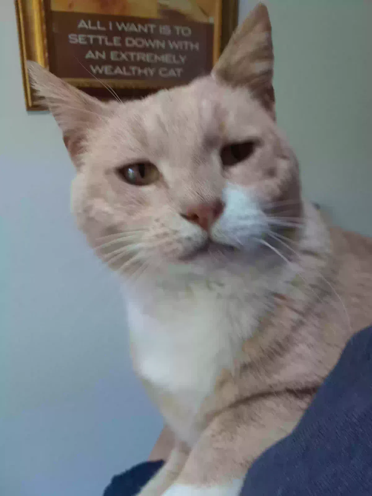 Lost cat in Rochester, NY, 14612