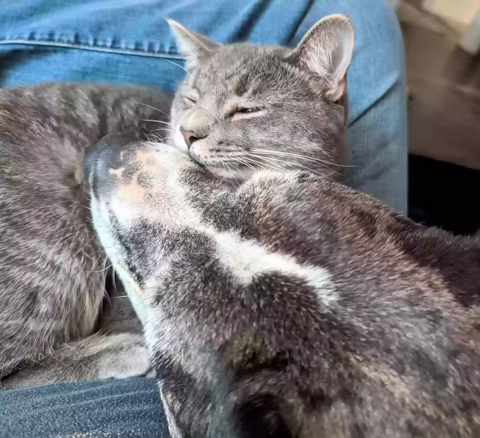 Lost cat in La Grange, KY, 40031