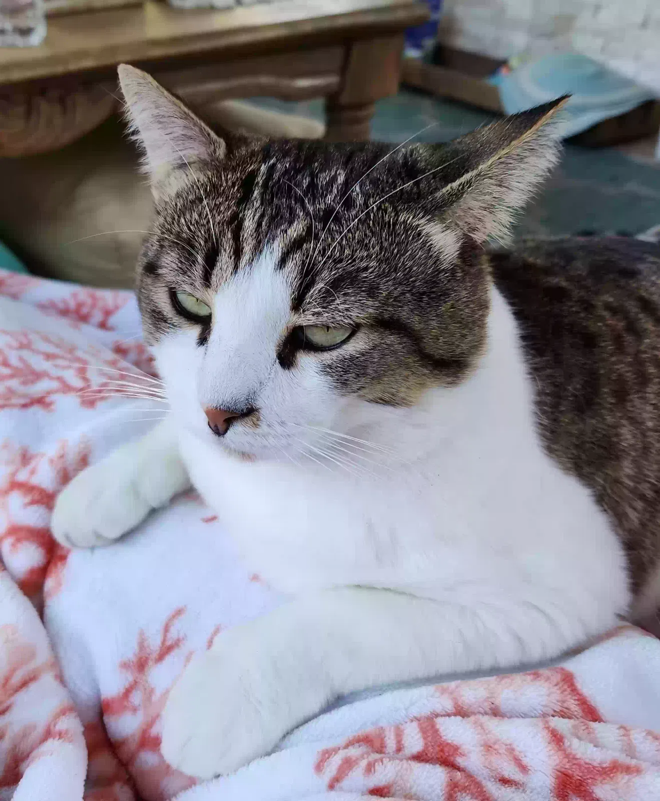Lost cat in Kingwood, TX, 77339