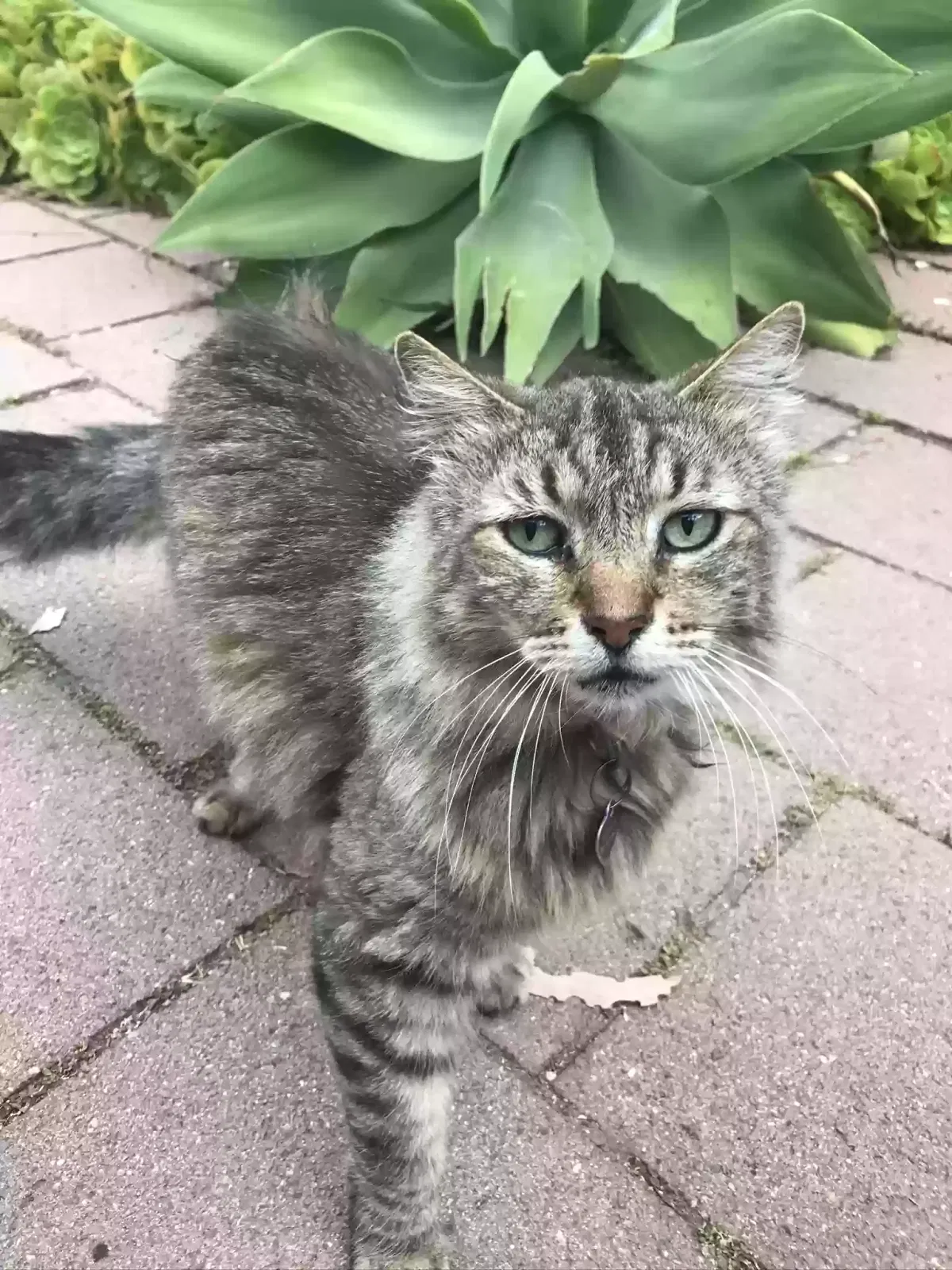 Lost cat in Los Angeles, CA, 90066