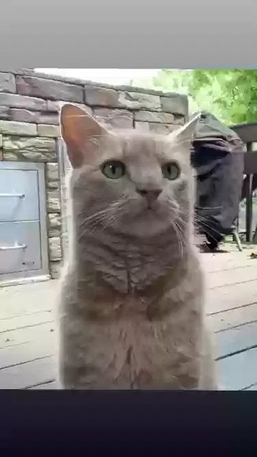 Lost cat in Ouray, CO, 81427