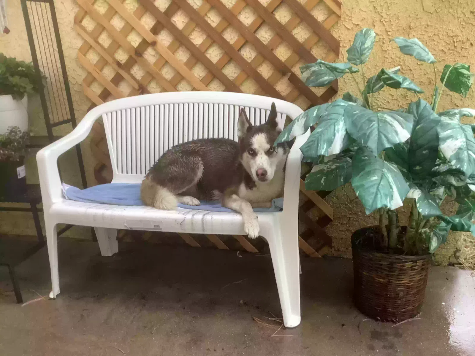 Found dog in Downey, CA, 90242