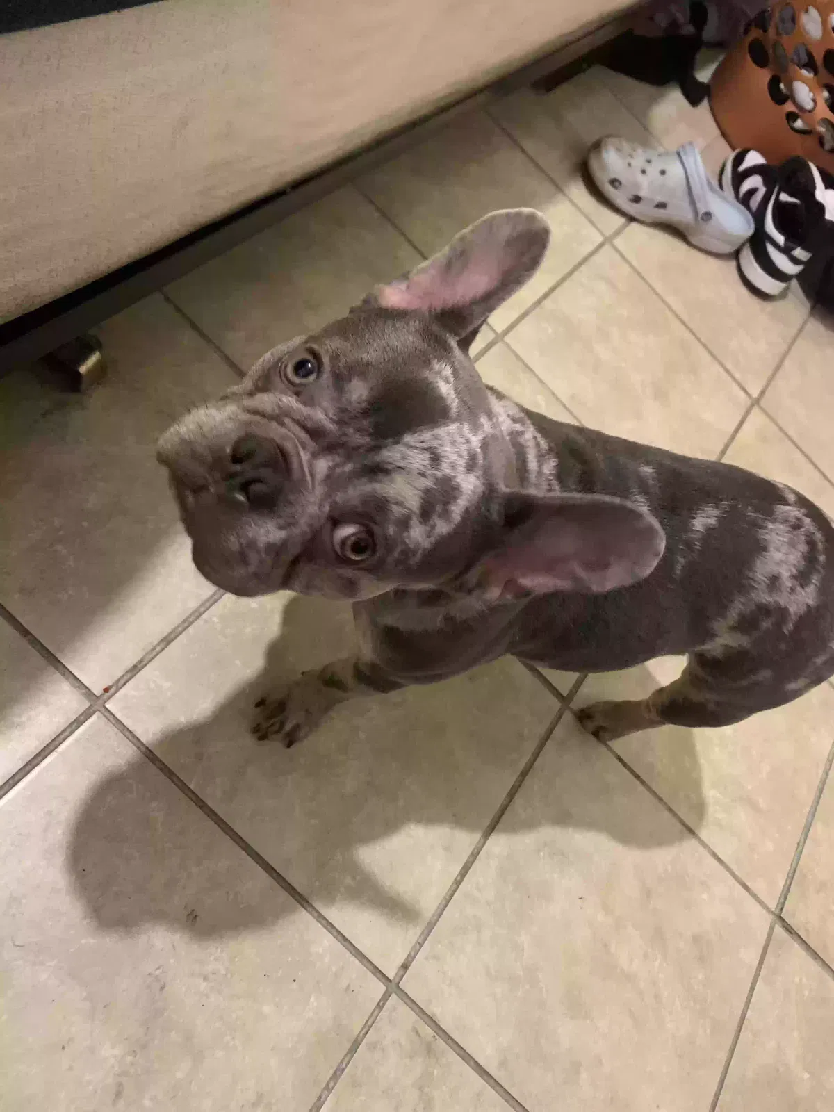 Lost dog in Spring, TX, 77373