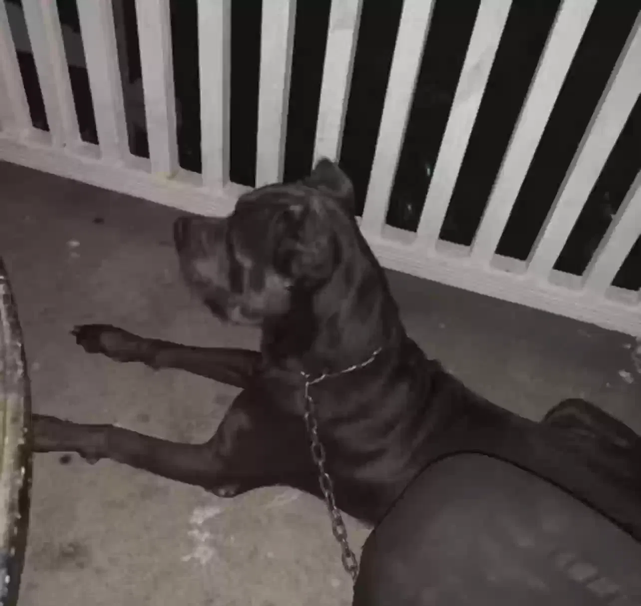 Lost dog in Cincinnati, OH, 45239
