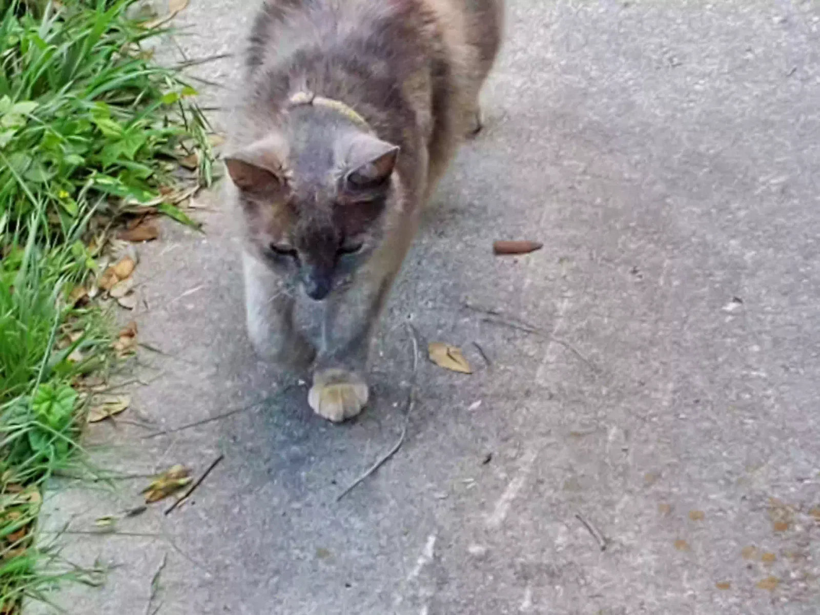 Lost cat in San Antonio, TX, 78250