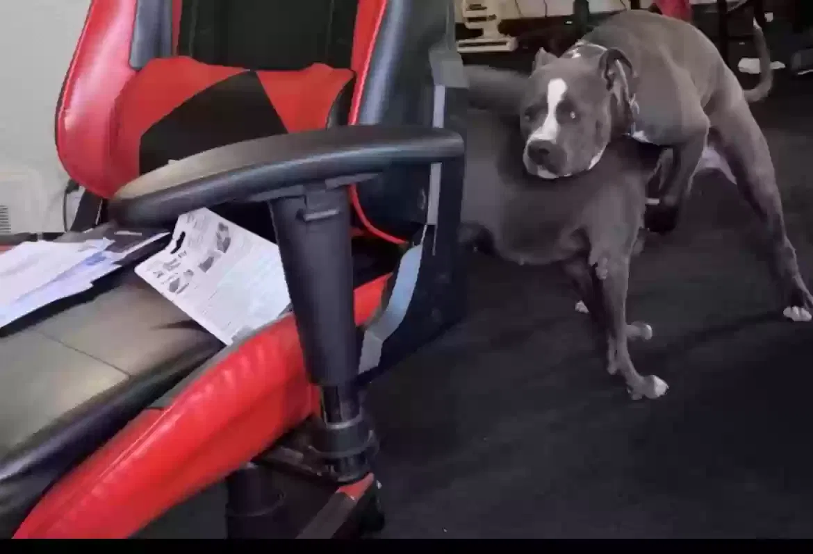 Lost dog in Detroit, MI, 48227