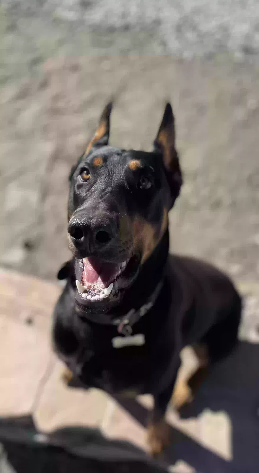 Lost dog in Phelan, CA, 92371