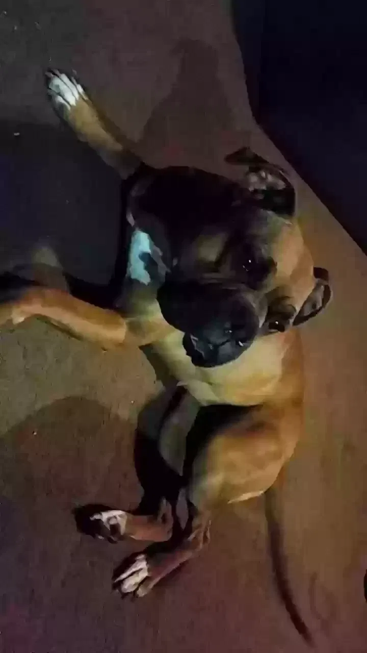 Lost dog in Ontario, OR, 97914