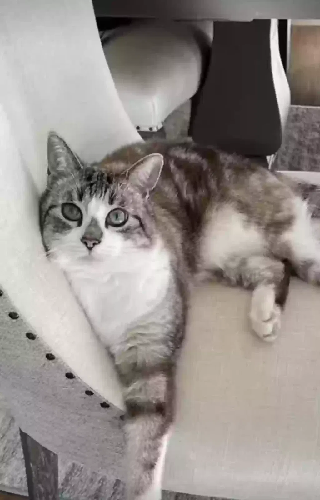 Lost cat in El Dorado Hills, CA, 95762