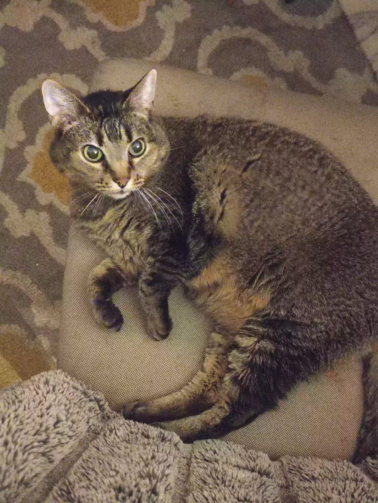 Lost cat in Salt Lake City, UT, 84124