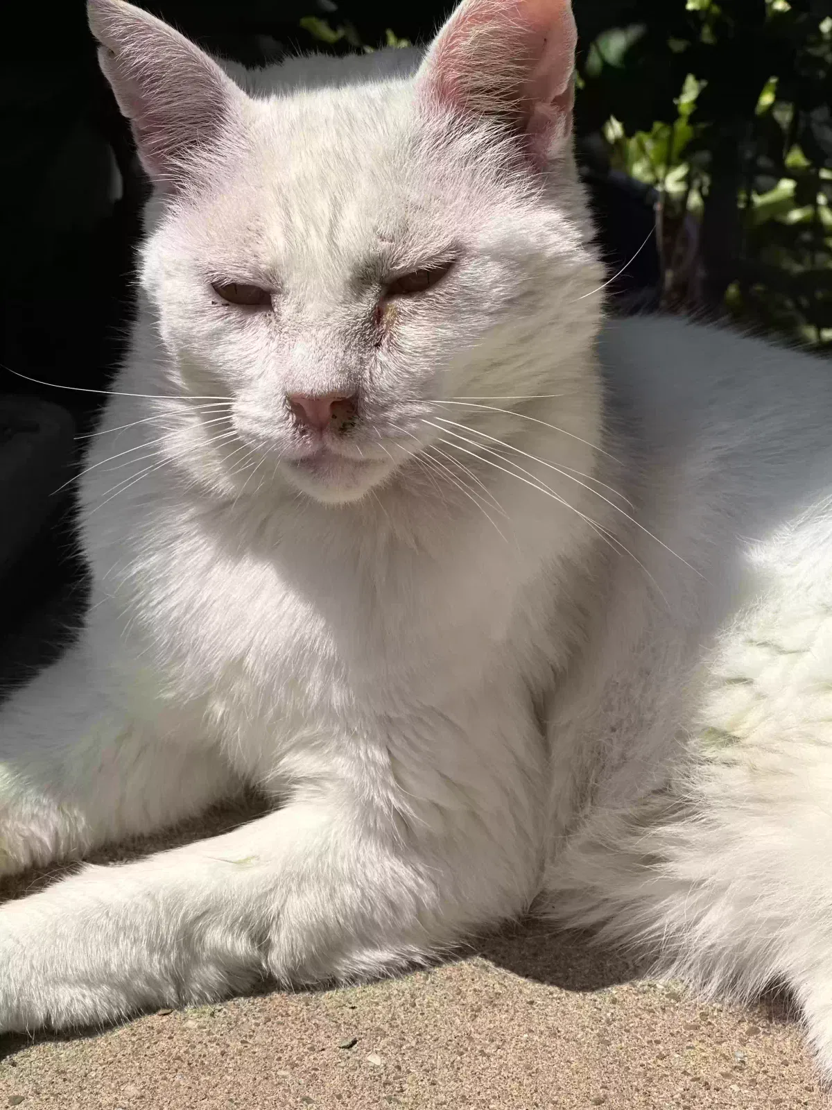 Lost cat in Rochester, NY, 14609