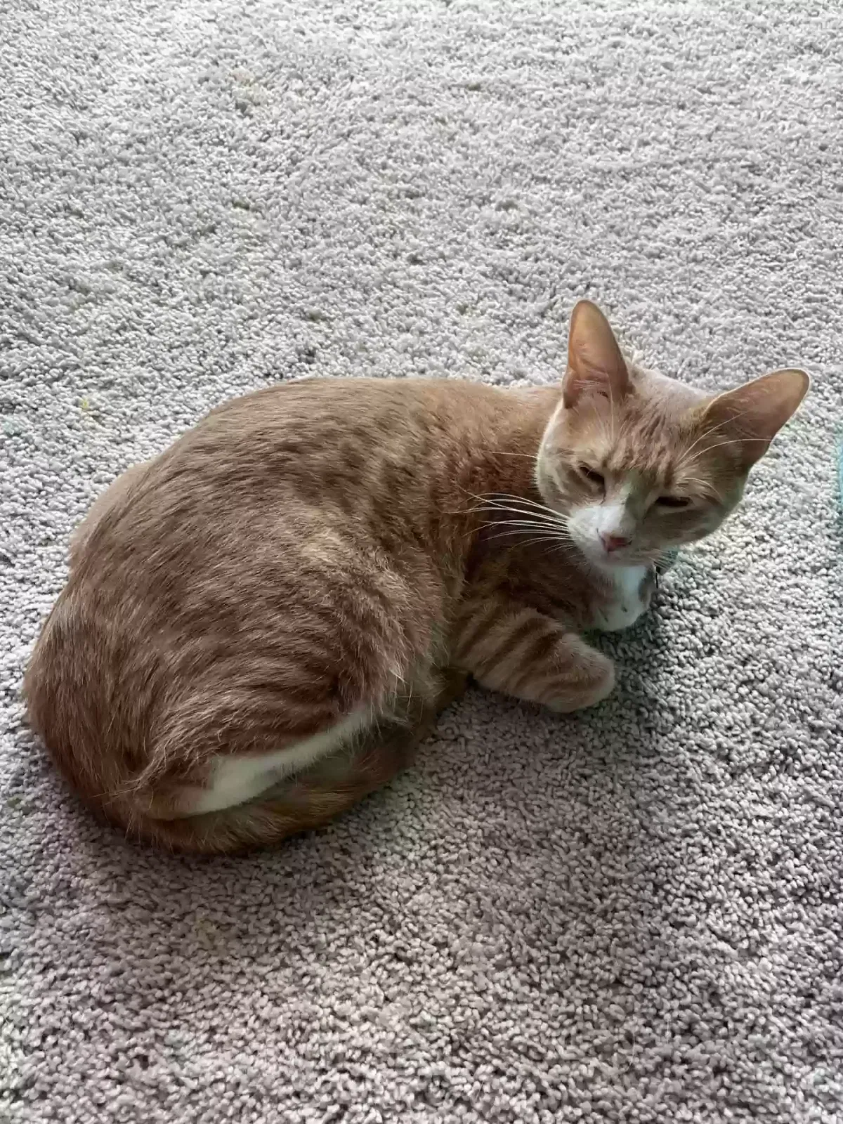 Lost cat in New Braunfels, TX, 78130