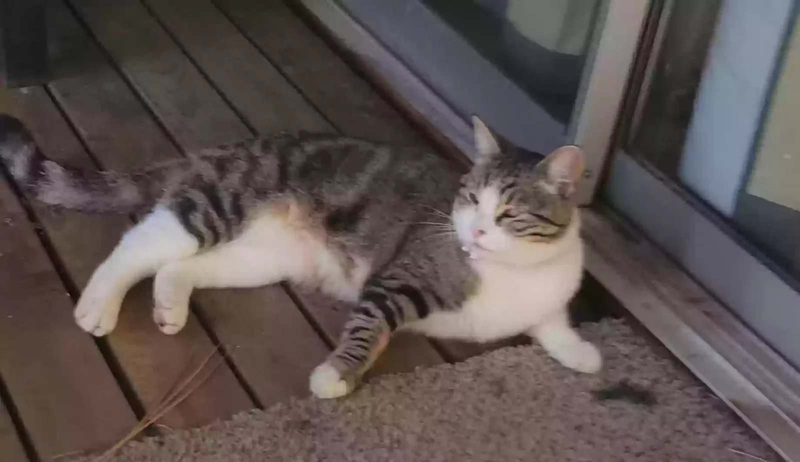 Lost cat in Athol, ID, 83801